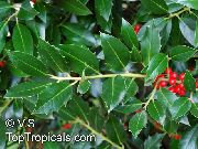 ornamental shrubs and trees Holly, Black alder, American holly Ilex 