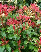 vermelho Planta Lírio Do Vale Arbusto, Andromeda (Pieris) foto