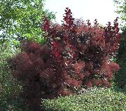burgundy Rastlina Smoketree (Cotinus) fotografija