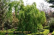 žalias augalas Katsura Medis (Cercidiphyllum) nuotrauka