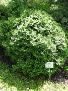 ornamental shrubs and trees Thuja Thuja