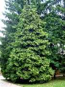 ヒノキ科クロベ属の木 濃い緑 プラント