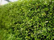 ��������� Crataegus