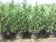 Leyland Cypress ljósblátt Planta