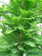 ljósgrænt Planta Sköllóttur Cypress (Taxodium distichum) mynd