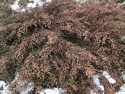 მწვანე ქარხანა Siberian ხალიჩა Cypress (Microbiota decussata) ფოტო