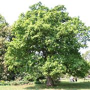 verde Planta Roble (Quercus) foto