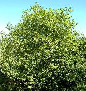 Крушина ломкая Frangula alnus