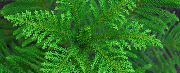 tamno zelene Biljka  (Araucaria heterophylla) foto