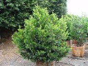 verde Impianto  (Prunus caroliniana) foto