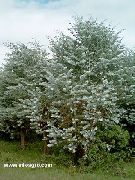 zlato Rastlina  (Eucalyptus cinerea) fotografija