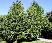 žalias augalas Gingko Medžio (Ginkgo biloba) nuotrauka