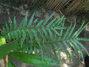 зелена Биљка Ној Папрат, Башта Папрат, Схуттлецоцк Папрат (Pteris nodulosa) фотографија