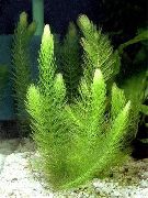 зелена Биљка Цоонтаил, Хорнворт (Ceratophyllum) фотографија