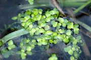jasno-zielony Roślina Rzęsa (Lemna) zdjęcie