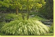 Hakone Tráva, Japonský Prales Trávě světle-zelená Rostlina
