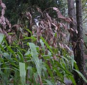 barna Növény Flitter Fű, Vad Zab, Északi Tengeri Zab (Chasmanthium) fénykép