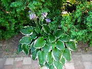 veelkleurig Plant Weegbree Lelie (Hosta) foto