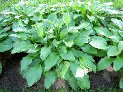 Хоста Хоста - Hosta