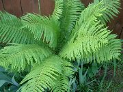 licht groen Plant Mannelijke Varen, Schild Varen, Herfst Varen (Dryopteris) foto