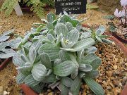 αργυροειδής εργοστάσιο Ελίχρυσος, Φυτό Κάρυ, Immortelle (Helichrysum) φωτογραφία
