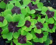 multicolor Växt Harsyra, Pingst Blomma, Grön Snobb, Törnrosa (Oxalis) foto