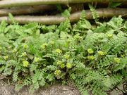 зелена Биљка Нови Зеланд Брасс Буттонс (Cotula leptinella, Leptinella squalida) фотографија