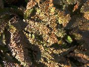 браон Биљка Нови Зеланд Брасс Буттонс (Cotula leptinella, Leptinella squalida) фотографија