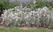 sidabrinis augalas Ėriuko Ausis (Stachys) nuotrauka