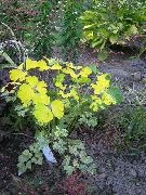 Dvigubas Columbine geltonas augalas