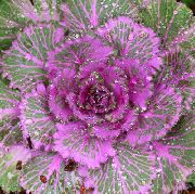 purpurs Augs Ziedēšanas Kāposti, Dekoratīvo Lapu Kāposti, Collard, Cole (Brassica oleracea) foto