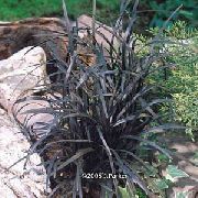golden Pflanze Lily-Rasen, Schlangenbart, Schwarzer Drache, Schwarz Mondo Gras (Ophiopogon) foto