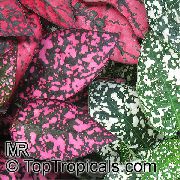 түсті Өсімдіктер Hypoestes (Gipestes)  фото