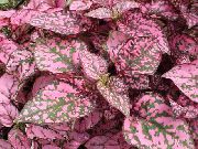 flerfarvet  Prikkede Plante, Fregne Ansigt (Hypoestes) foto