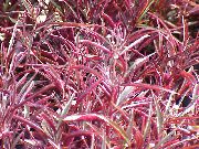 Alternanthera raudonas augalas