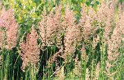 vihreä Kasvi Sulka Reed Ruoho, Raidallinen Sulka Reed (Calamagrostis) kuva
