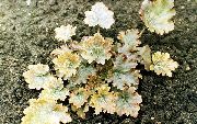 Heuchera, Koral Blomst, Koral Klokker, Alunrod gul Plante