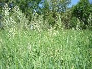 ljusgrön Växt Doftande Heliga Gräs, Sweetgrass, Seneca Gräs, Vanilj Gräs, Buffel Gräs, Zebrovka (Hierochloe) foto