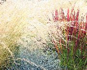 црвен Биљка Цогон Трава, Сатинтаил, Јапански Крв Трава (Imperata cylindrica) фотографија