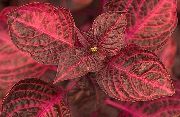 红 卉 血叶，鸡肫 (Iresine) 照片