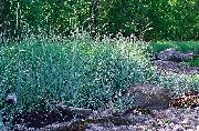 ljósblátt Planta Blár Lyme Gras, Sandur Rúgur Gras (Elymus) mynd