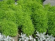 Kochia, Brændende Busk, Sommer Cypres, Mexican Fireweed, Belvedere lysegrøn Plante
