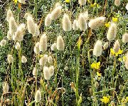 Hasenschwanz Gras, Hase Schwänze hell-grün Pflanze