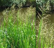 Röndóttur Manna Gras, Reed Manna Gras grænt Planta