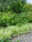 Paarse Heide Gras licht groen Plant