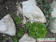 緑色 プラント 家のネギ (Sempervivum) フォト