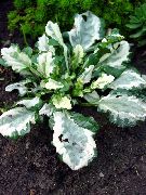 dath il Plandaí Bugle, Bugleweed, Bugle Cairpéad (Ajuga) grianghraf
