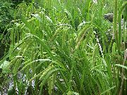 roheline Taim Tarn (Carex) foto