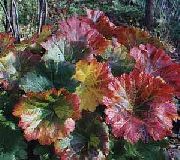 Planta Guarda-Chuva, Ruibarbo Indiano multicolorido 