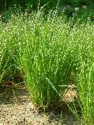 Nickendes Perlgras, Mountain Melic Gras licht groen Plant